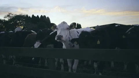 Cows starring at Camera Stock Footage 142771041