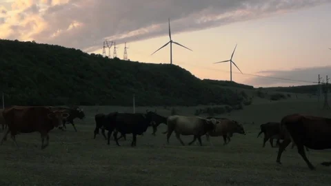 Cows stop and look at the camera. Background is a wind turbines revolves around Stock Footage 115501848