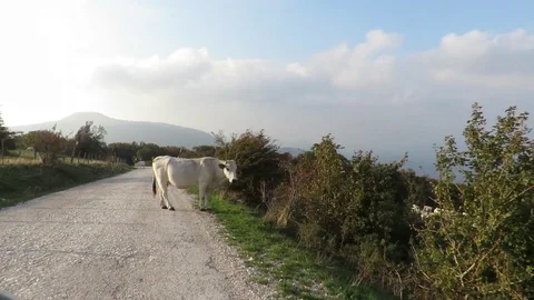 Cows in the street Stock Footage 97864664