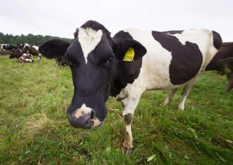 Cows on summer field Stock Photos