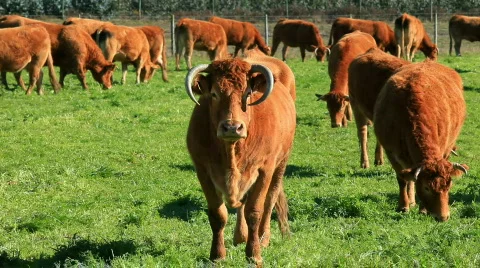 Cows on a summer lawn  Stock Footage 398879