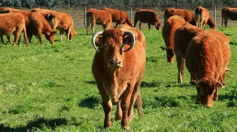 Cows on a summer lawn Stock Footage 918072
