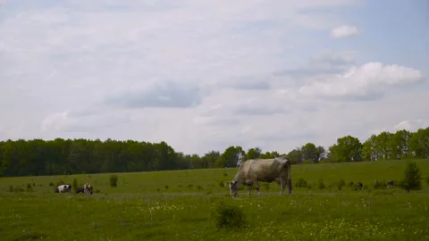 Cows on a summer pasture 4K Video stock 112498233