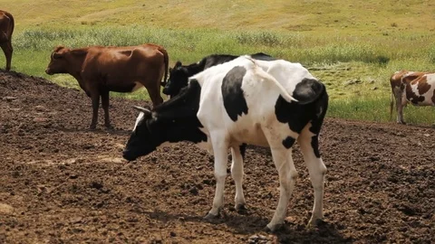 Cows on a summer pasture Stock Footage 78134509