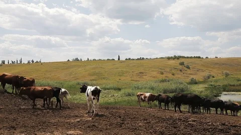 Cows on a summer pasture Stock Footage 78134584