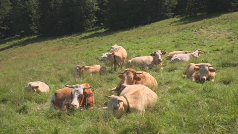 Cows on summer pasture Stock Footage 145490014