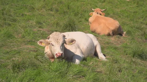 Cows on summer pasture Stock Footage 145490718