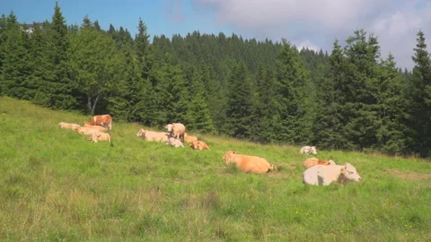 Cows on summer pasture Stock Footage 145491079
