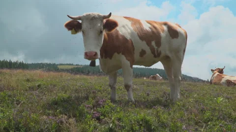 Cows on summer pasture Stock Footage 145645146