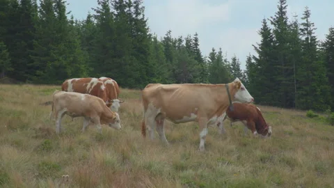 Cows on summer pasture Stock Footage 145646531
