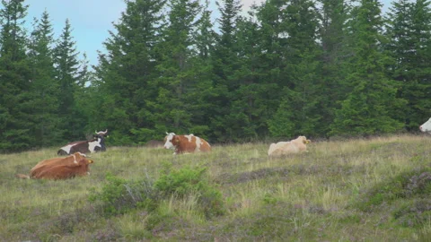 Cows on summer pasture Stock Footage 145647241