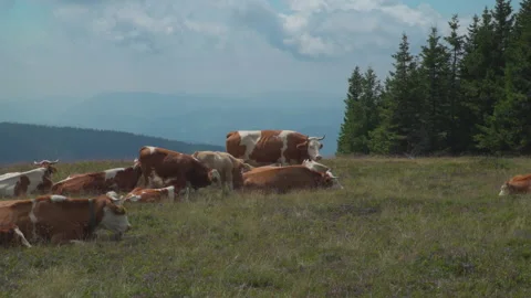 Cows on summer pasture Stock Footage 145648207