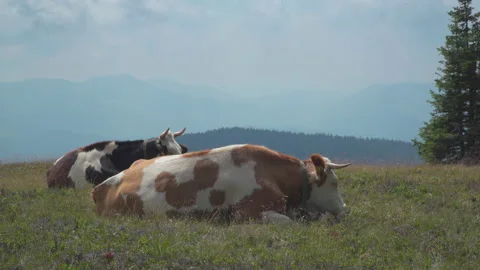 Cows on summer pasture Stock Footage 145714829