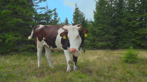 Cows on summer pasture Stock Footage 145715211