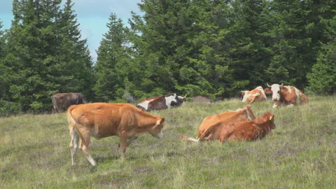 Cows on summer pasture Stock Footage 145715473