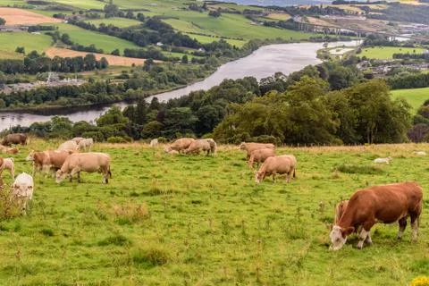 Cows on a summer pasture Stock Photos