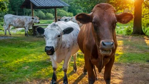 Cows in the summer Stock Photos