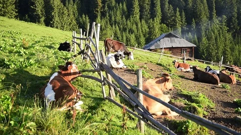 Cows on sunny meadow Stock Footage 81778162