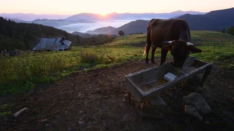 Cows on sunny meadow Stock-Footage 81800445