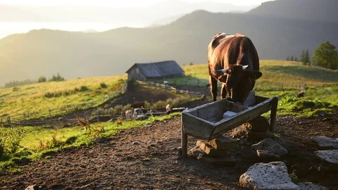 Cows on sunny meadow Stock Footage 82034565