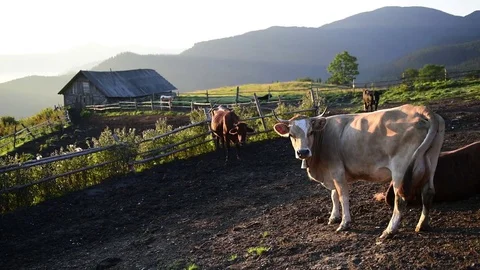 Cows on sunny meadow Stock-Footage 82034577