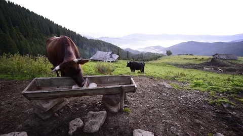 Cows on sunny meadow 스톡 동영상 82034631