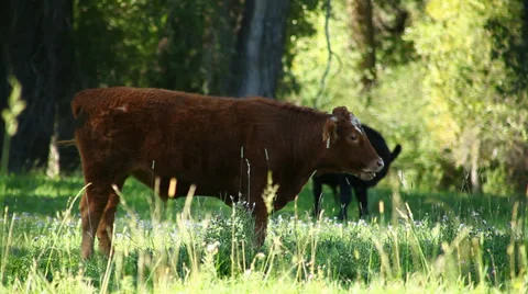 Cows In Sunny Pasture Stock Footage 34518444