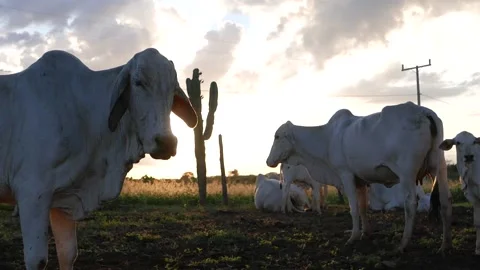 Cows at sunrise Stock Footage 146101331