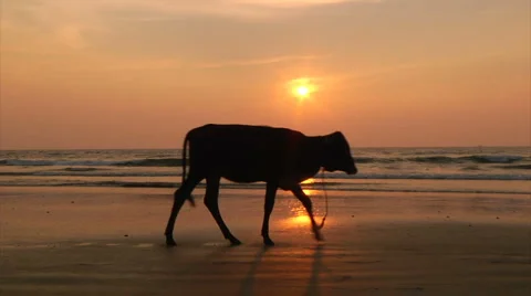Cows on sunset beach Video stock 1210083