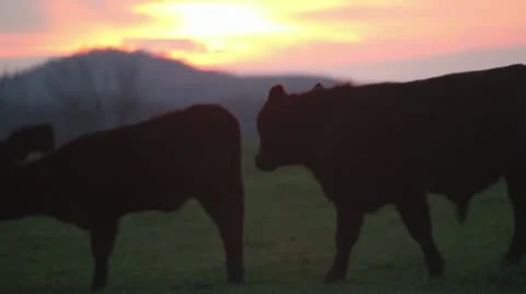 Cows at sunset calf grazing ms Stock Footage 18011531