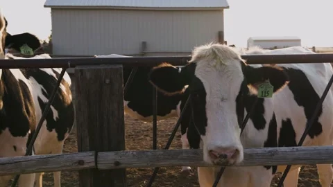 Cows At Sunset Feeding Looking at Camera Stock Footage 140213668
