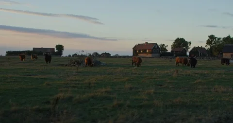 Cows in sunset Stock Footage 108560798