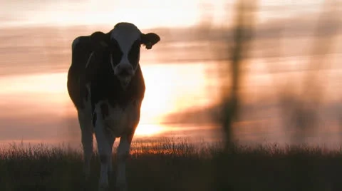 Cows at sunset, grass blurry foreground Stock Footage 25647602