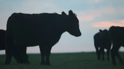 Cows at sunset grazing and looking at camera Video stock 18011520