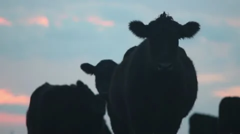 Cows at sunset grazing and looking at camera ms Stock Footage 20467677