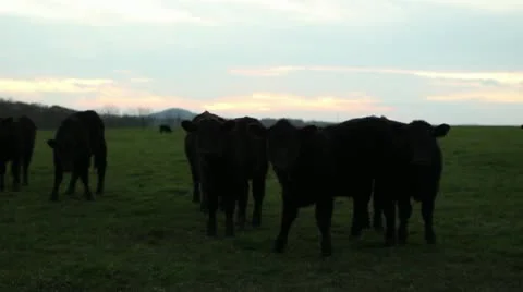 Cows at sunset grazing and walking Video stock 18011634