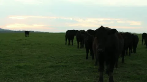 Cows at sunset grazing and walking wide angle lens 스톡 동영상 18011717