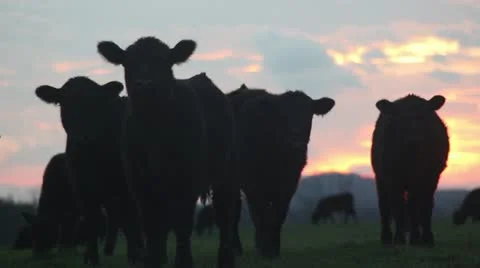 Cows at sunset looking at camera and grazing ms 動画素材 18011850