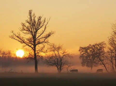 Cows at sunset Stock Photos