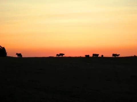 Cows at sunset Stock Photos