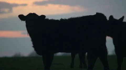 Cows at sunset walking and grazing ms Vídeo Stock 18772933