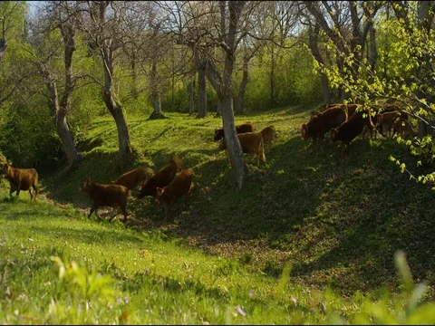 Cows Surrounded By Green Hills Stock Footage 79448262