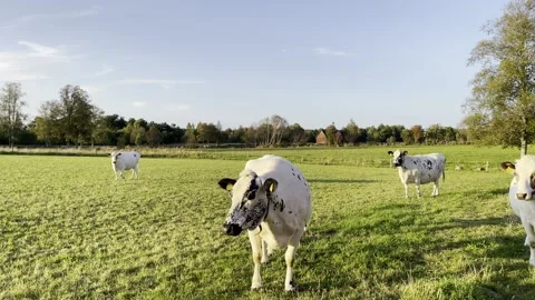 Cows, Sweden Stock Footage 197147362