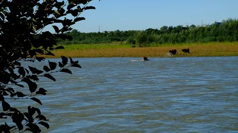 Cows swim across the river Stock Footage 140821807