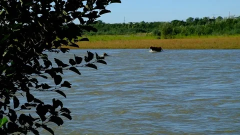 Cows swim across the river. Stock Footage 140821817