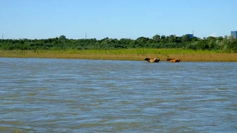Cows swim across the river Stock Footage 140822088