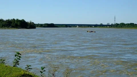 Cows swim across the river Stock Footage 140822145