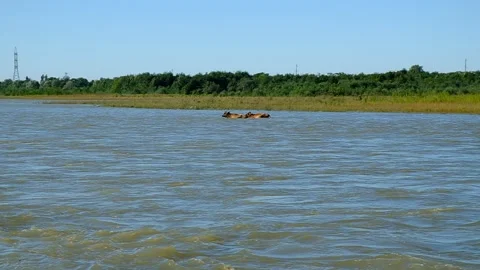 Cows swim across the river Stock Footage 140822146