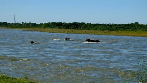 Cows swim across the river. Video stock 140822152