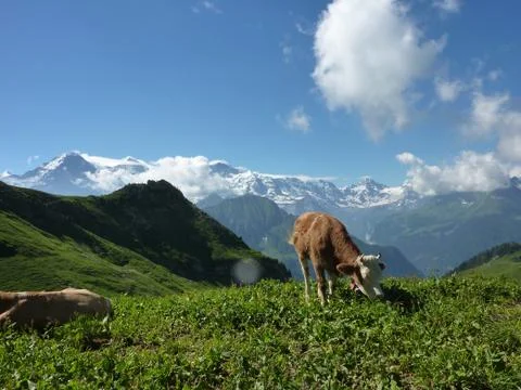 Cows in Swiss Alps Stock Photos